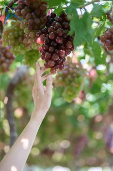 Woman hand harvesting grapes outdoors in vineyard.