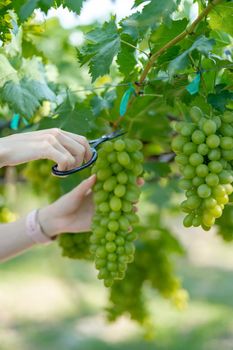 Woman hand harvesting grapes outdoors in vineyard.