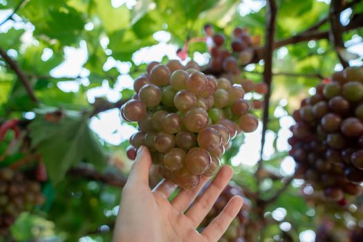 Woman hand harvesting grapes outdoors in vineyard.