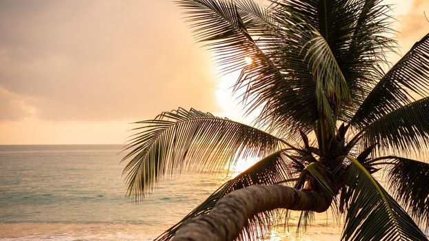 Slant coconut palm tree with golden sunrise or sunset sky on tropical beach.