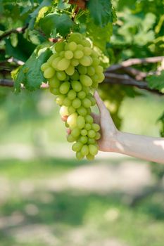 Woman hand harvesting grapes outdoors in vineyard.