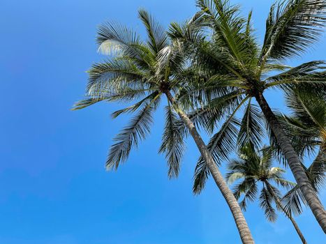 Coconut palm tree with blue sky on tropical beach.