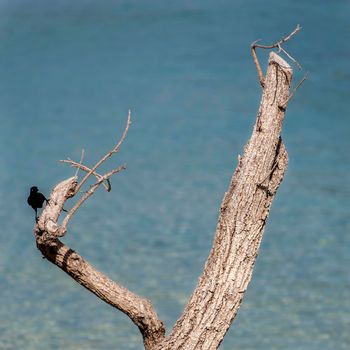 a carib grackle (Quiscalus lugubris lugubris) on a wood in martinique beach