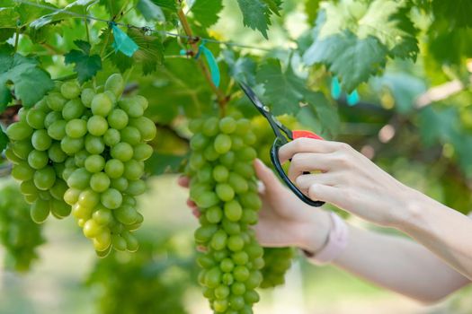 Woman hand harvesting grapes outdoors in vineyard.