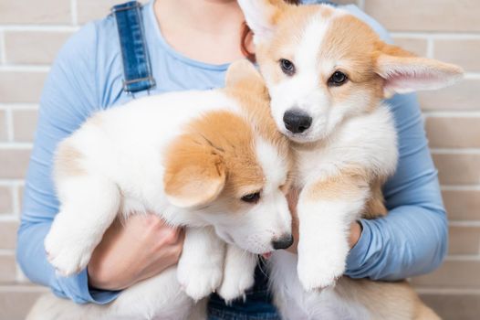 Caucasian woman holding two cute pembroke corgi puppies