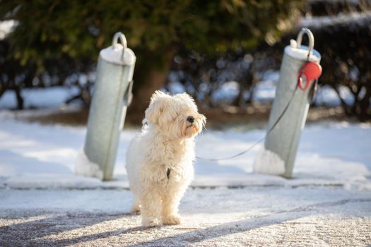 A white shaggy mongrel dog is waiting for his master. The winter season in the city and in the lives of pets.