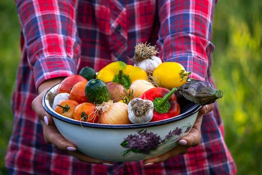 Farmer woman holding fresh vegetables from the farm. carrots, cucumbers, radishes, corn, garlic and peppers in hands. selective focus