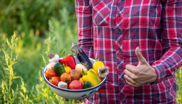 Farmer woman holding fresh vegetables from the farm. carrots, cucumbers, radishes, corn, garlic and peppers in hands. selective focus