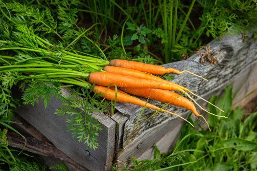 Several fresh, juicy carrots with leaves lie near the green bed in the garden.