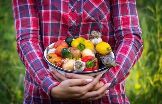 Farmer woman holding fresh vegetables from the farm. carrots, cucumbers, radishes, corn, garlic and peppers in hands. selective focus