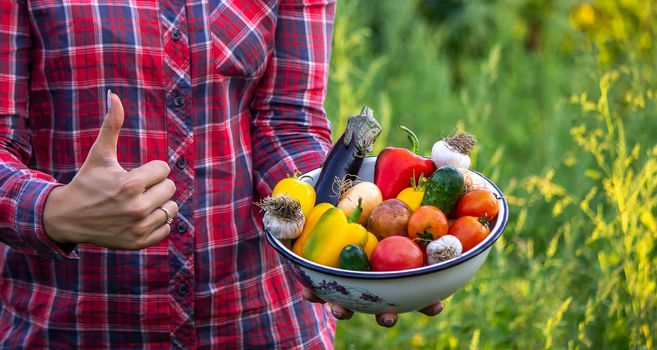 Farmer woman holding fresh vegetables from the farm. carrots, cucumbers, radishes, corn, garlic and peppers in hands. selective focus