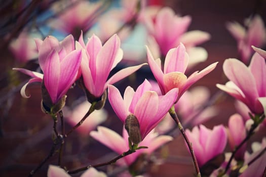 Spring background. Beautiful flowering white-pink tree - Magnolia.