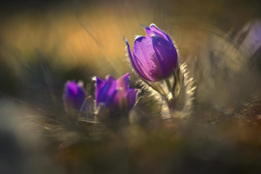 Spring time. Beautiful purple blooming flower in a meadow with sunset sun. Spring in nature and colorful background. Little furry pasque-flower. (Pulsatilla grandis) 