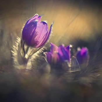 Spring time. Beautiful purple blooming flower in a meadow with sunset sun. Spring in nature and colorful background. Little furry pasque-flower. (Pulsatilla grandis) 