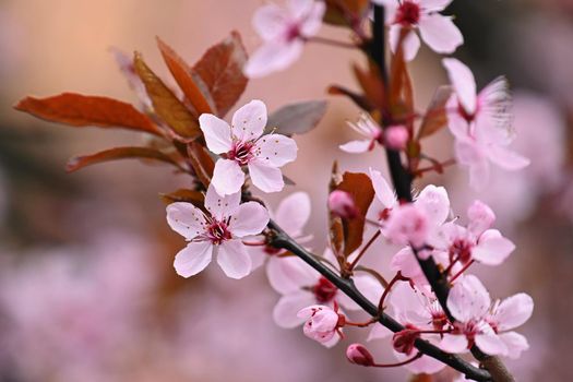 Spring time. Beautiful flowering tree. Spring in nature and colorful background. Japanese cherry - Sakura.