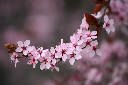 Spring time. Beautiful flowering tree. Spring in nature and colorful background. Japanese cherry - Sakura.