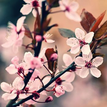 Spring time. Beautiful flowering tree. Spring in nature and colorful background. Japanese cherry - Sakura.