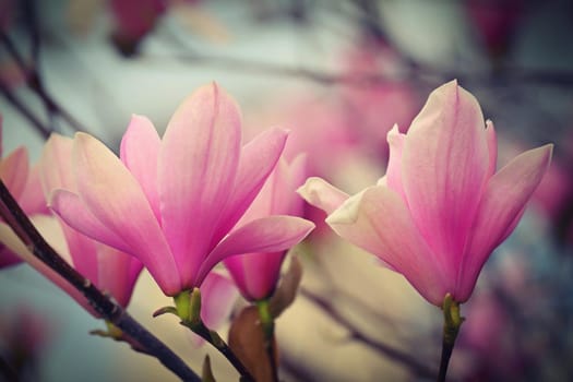 Spring background. Beautiful flowering white-pink tree - Magnolia.