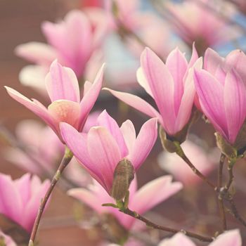 Spring background. Beautiful flowering white-pink tree - Magnolia.