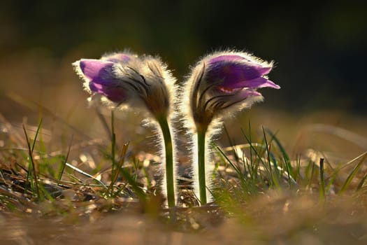 Spring time. Beautiful purple blooming flower in a meadow with sunset sun. Spring in nature and colorful background. Little furry pasque-flower. (Pulsatilla grandis) 