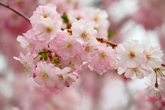 Spring time. Beautiful flowering tree. Spring in nature and colorful background. Japanese cherry - Sakura.