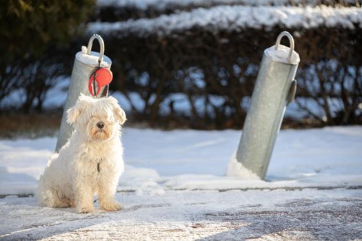 A white shaggy mongrel dog is waiting for his master. The winter season in the city and in the lives of pets.