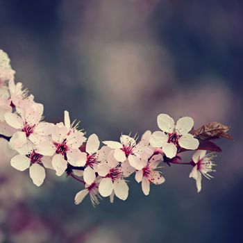 Spring time. Beautiful flowering tree. Spring in nature and colorful background. Japanese cherry - Sakura.