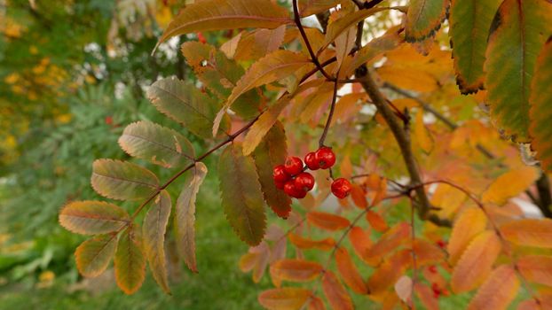 Bunch of mountain ash against the background of the autumn forest. Rowan berries in the forest