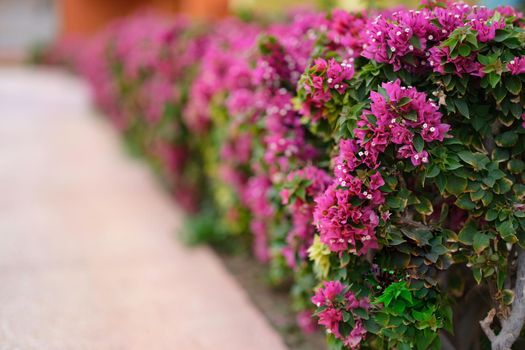 Beautiful alley with pink flowers on bushes closeup background. Landscape design concept