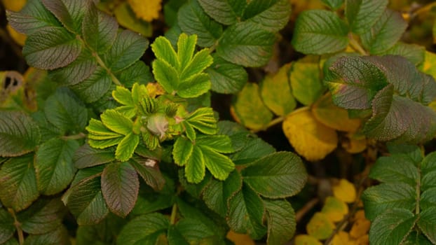 A green shoot of canker-rose briar with a closed flower bud against a background of wild rose leaves