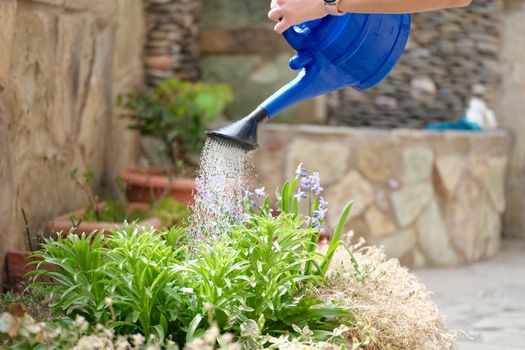 Housewife watering flowers from blue can on terrace closeup. Gardening plant care concept