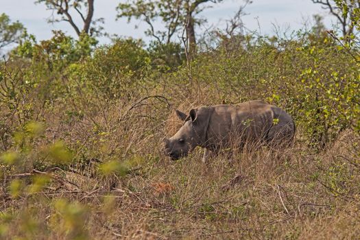 A young White Rhino (Ceratotherium simum) emerging from thick undergrowth in Kruger National Park. South Africa