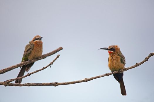 White Fronted Bee-Eater (Merops bullockoides) on a cold and overcast day in Kruger National Park