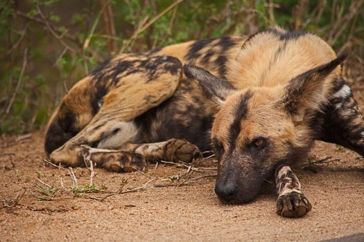 The African Wid Dog, also known as the Painted Dog or Painted Wolf, is one of the world's most endangered mamals