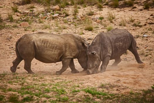 Two dehorned White Rhino (Ceratotherium simum) fighting in Kruger National Park. South African National Parks dehorn rhinos in an attempt curb poaching