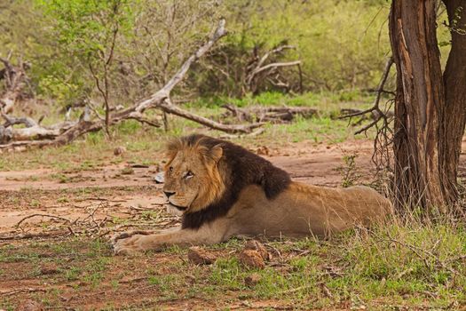A single male Lion (Panthera leo) resting in the shade of a tree in Kruger National Park. South Africa