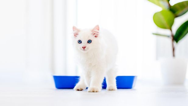 Cute fluffy white ragdoll cat with incredible blue eyes standing close to toilet tray and looking at the camera. Beautiful purebred feline pet outdoors