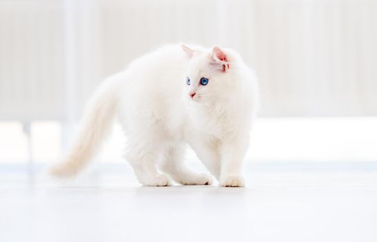 Lovely fluffy white ragdoll cat walking in light room and looking back with beautiful blue eyes. Adorable purebred feline pet outdoors