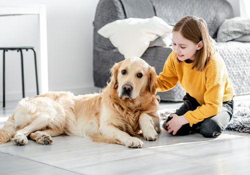 Preteen girl with golden retriever dog sitting on floor and smiling. Pretty kid child petting doggy pet at home