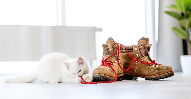 Lovely fluffy white ragdoll kitten sitting on the floor in light room and playing with red lace of boots. Beautiful purebred feline cat kitty outdoors with shoes