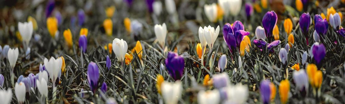 Colorful crocus flowers at springtime. Beautiful blossom at spring nature