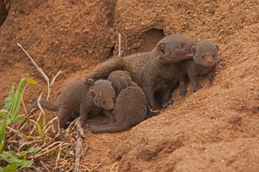Dwarf Mongoose (Helogale parvula) family