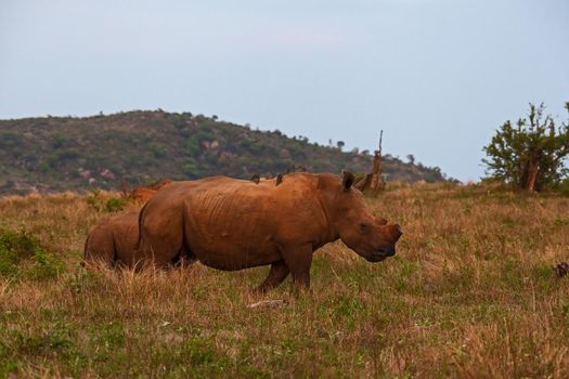 A dehorned White Rhino (Ceratotherium simum) female and sub-adult young. South African National Parks dehorn rhinos in an attempt curb poaching.