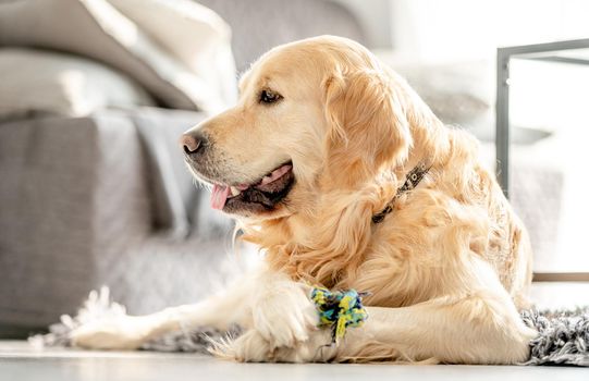 Golden retriever dog lying on floor at home with daylight and looking back. Adorable purebred pet doggy in light room