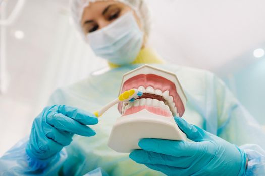 A model of a human jaw with teeth and a toothbrush in the dentist's hand.