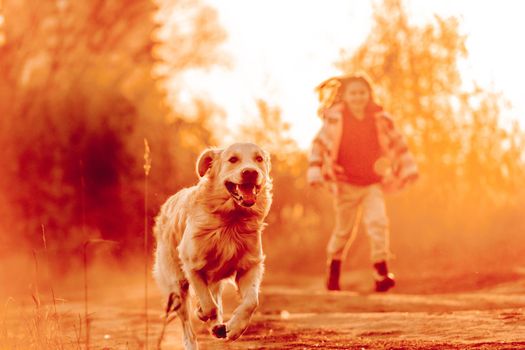 Little girl child with golden retriever dog running in sunset time outdoors. Kid with doggy pet labrador having fun at autumn nature together