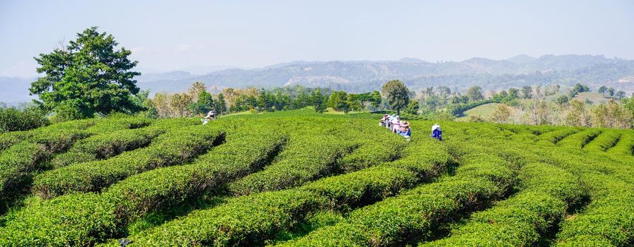 Worker women harvesting tea leaves on farmland of tea plantation