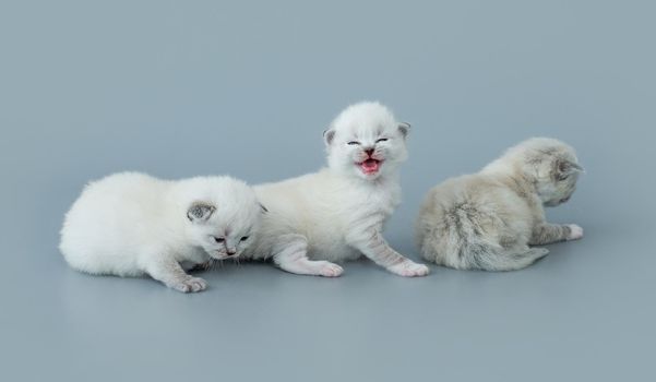 Three fluffy ragdoll kittens sitting together isolated on light blue background with copyspace. Studio portrait of small cute breed cats. Kitty with open mouth meows