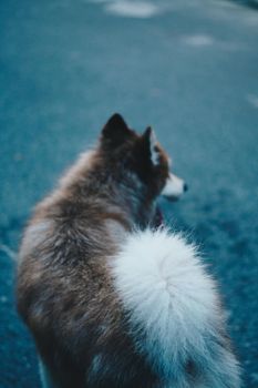 VERTICAL rear view close up black white grey brown large beauty pet shepherd sheep guide dog fluffy tail butt look far away into distance. Humane treatment, care animals, friendship, turn back.