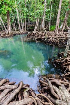 Tropical tree roots or Tha pom mangrove in swamp forest and flow water, Klong Song Nam at Krabi, Thailand.